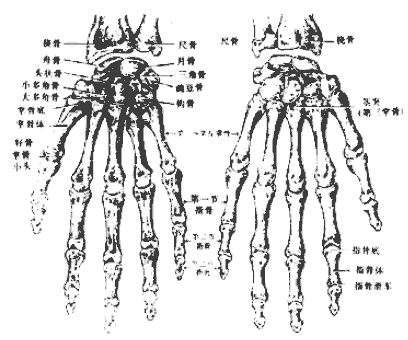 手骨