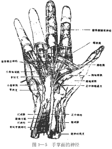 手掌面的神经