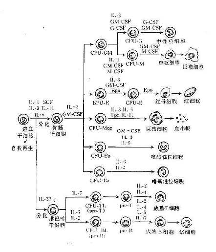 造血干细胞分化与造血因子