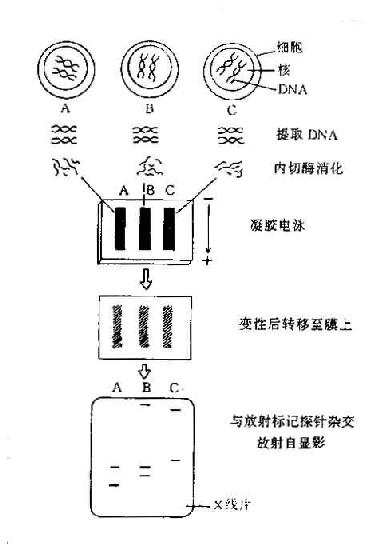 用RFLP进行组织定型比较三个标本的组织定型